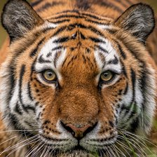 Схема вышивки «Тигрица»