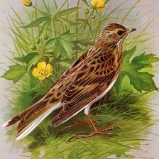 Схема вышивки «Птица»