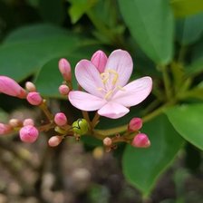 Схема вышивки «№2318298»