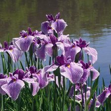 Схема вышивки «Ирисы у воды.»