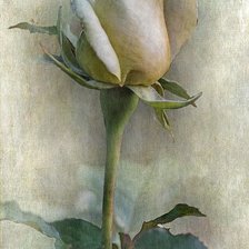 Схема вышивки «Роза»