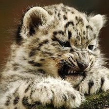 Схема вышивки «животное»