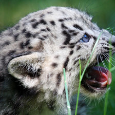 Схема вышивки «животное»