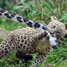 Схема вышивки «животное»