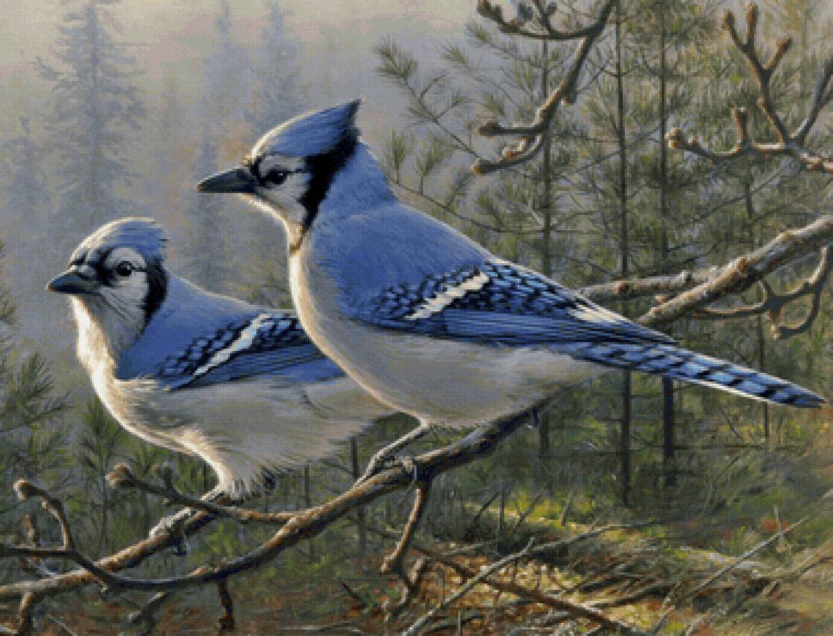 Pássaros - pássaro - предпросмотр