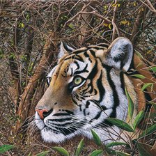 Схема вышивки «Tigre.»