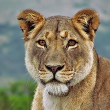 Схема вышивки «LEÃO»