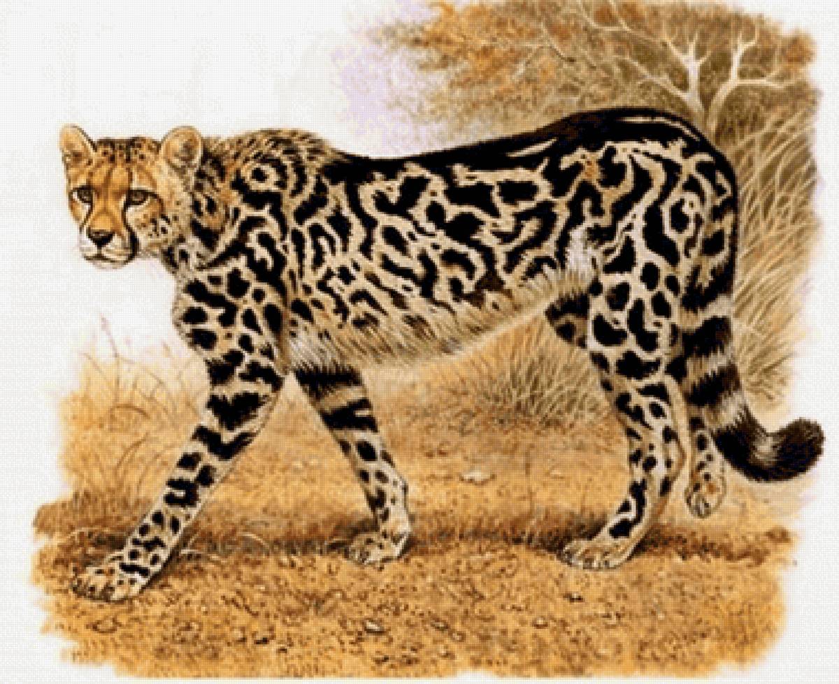 Guepardo. - animais. - предпросмотр