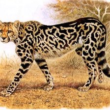 Схема вышивки «Guepardo.»