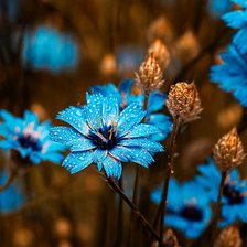 Схема вышивки «Луговые цветы.Цикорий.»