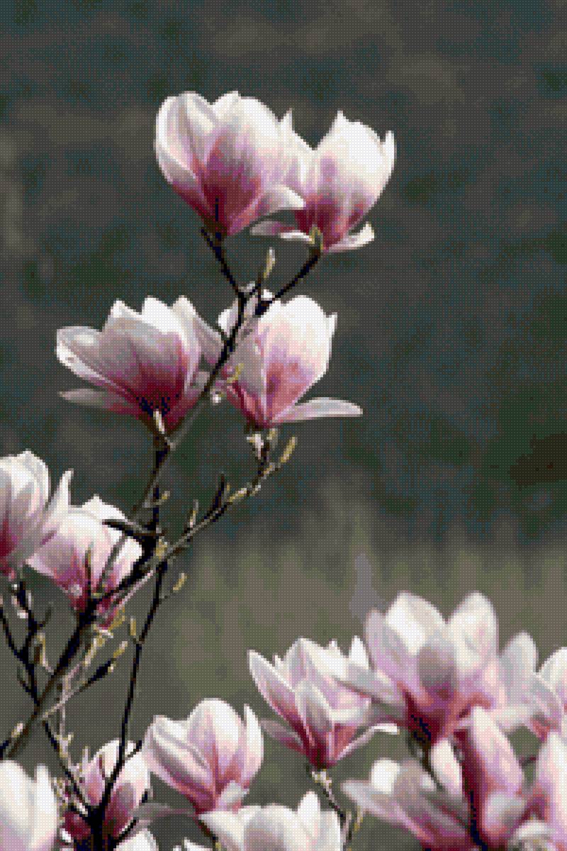 Весенняя магнолия. - цветы, розовый, весна, крупный, ветка, цветет - предпросмотр