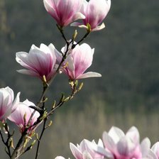 Схема вышивки «Весенняя магнолия.»