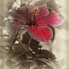 Схема вышивки «Гибискус.»