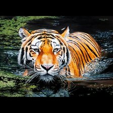 Тигр в воде