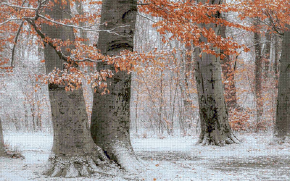 Предзимье. - снег.листья, лес, белый, желтый, дерево, пейзаж.предзимье - предпросмотр