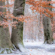 Схема вышивки «Предзимье.»