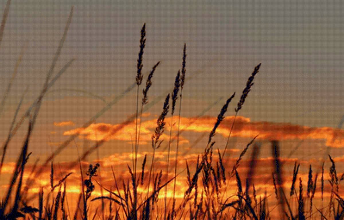 На закате... - природа, пейзаж, закат, камыш, колоски, небо - предпросмотр