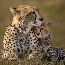Схема вышивки «Familhea de  guepardo.»