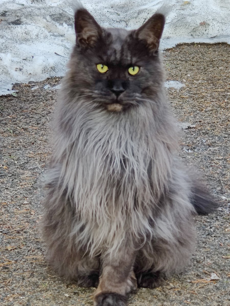 Цымус - кот - оригинал