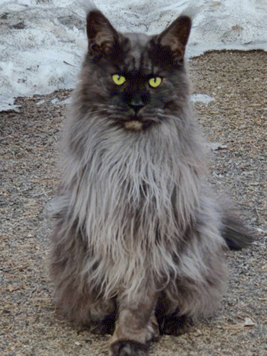 Цымус - кот - предпросмотр