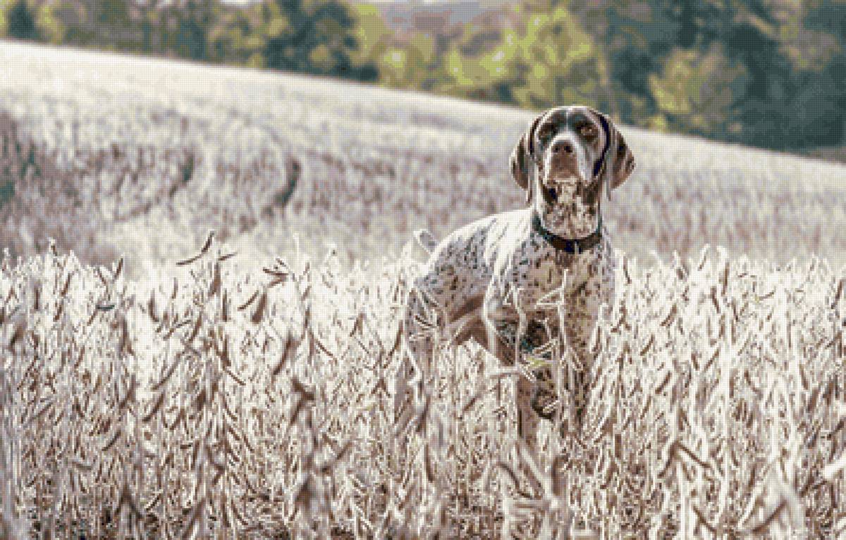 Собака в поле. - собака, желтый, природа, поле - предпросмотр