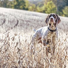 Схема вышивки «Собака в поле.»