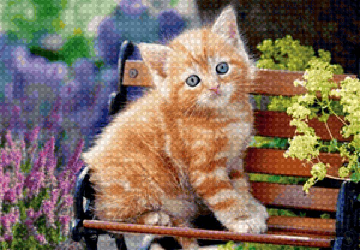 рыжик - предпросмотр