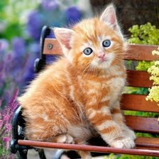 Схема вышивки «рыжик»