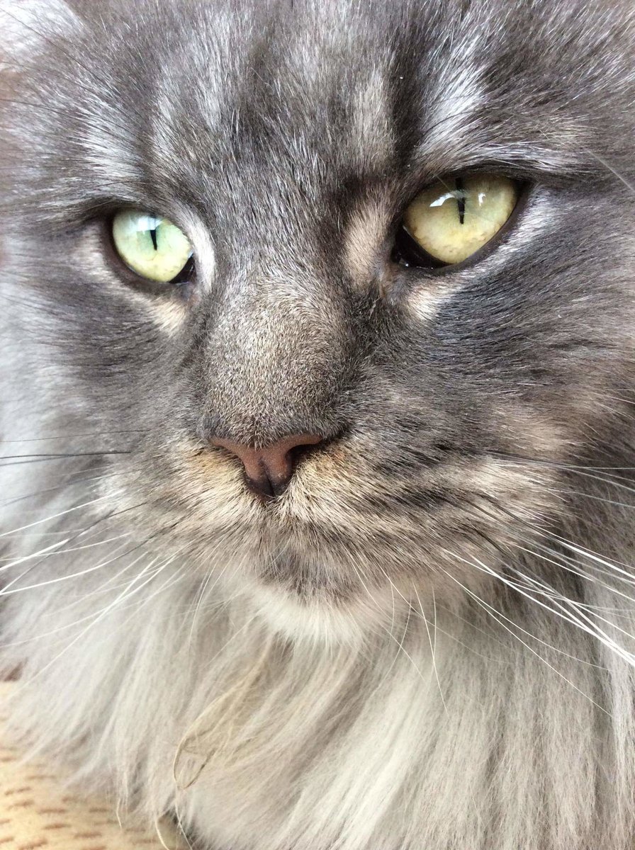 Мейнкун - кот - оригинал