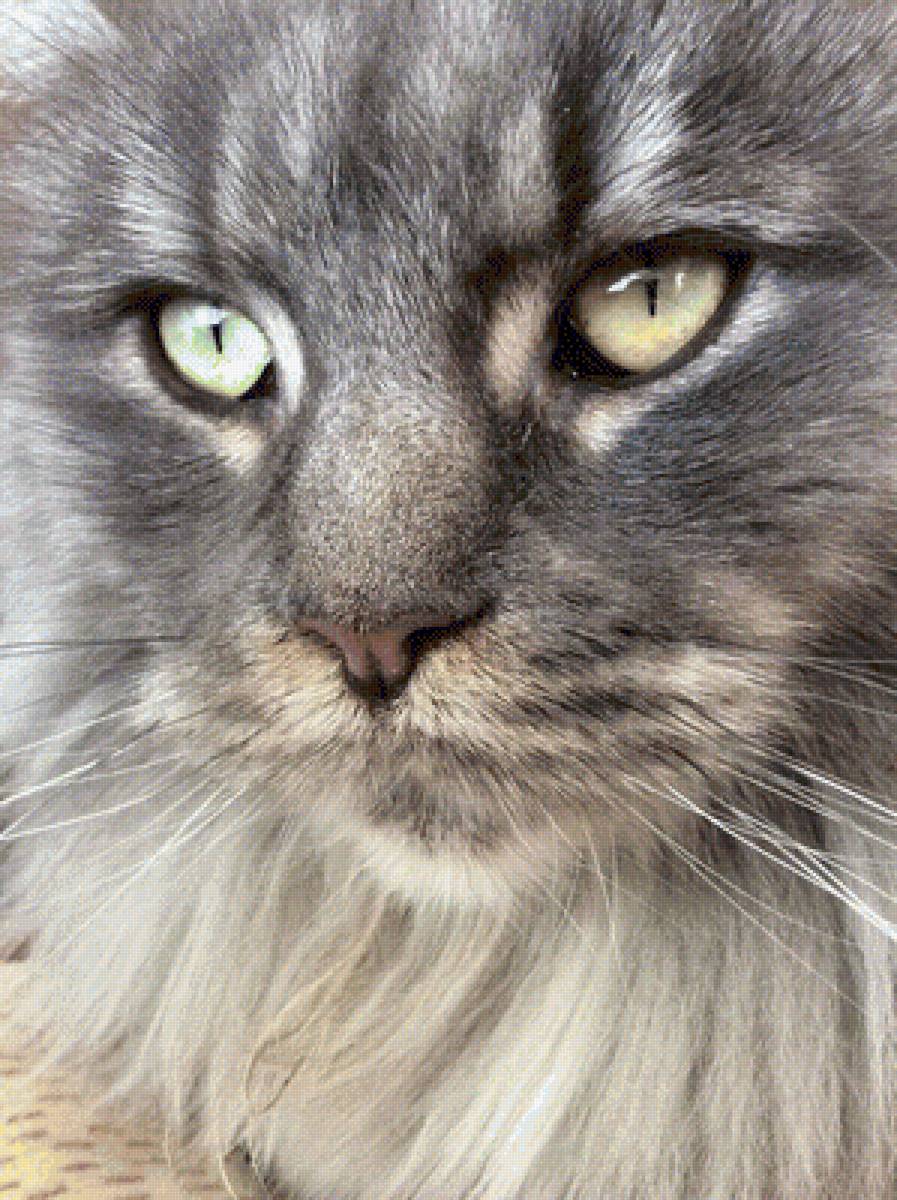 Мейнкун - кот - предпросмотр