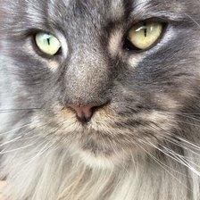 Схема вышивки «Мейнкун»