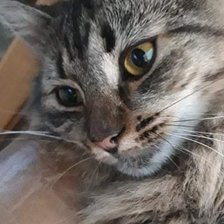 Схема вышивки «Кошечка»