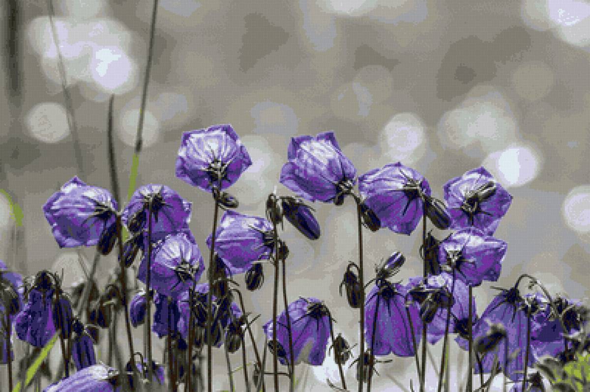 Колокольчики. - цветы., колокольчики, синий - предпросмотр