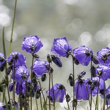 Схема вышивки «Колокольчики.»