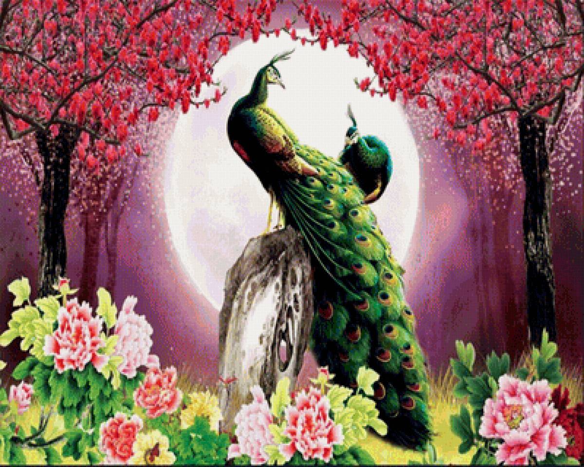 павлин - цветы, павлин - предпросмотр