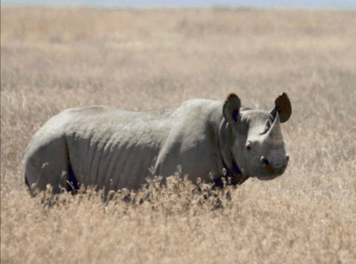 Rino - naturaleza - предпросмотр
