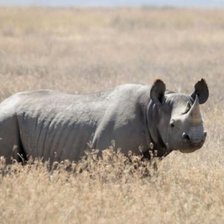 Схема вышивки «Rino»