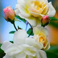 Схема вышивки «Rosas»