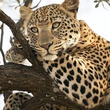 Схема вышивки «дикие»