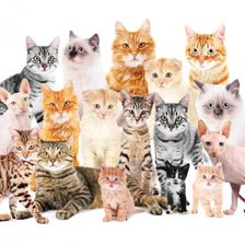 Схема вышивки «КотоМафия»