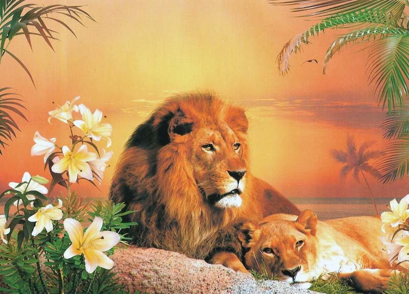 Львиная парочка в саванне - пара, лев, отдых, саванна, лилии, львица - оригинал