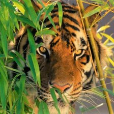 Схема вышивки «Тигр»