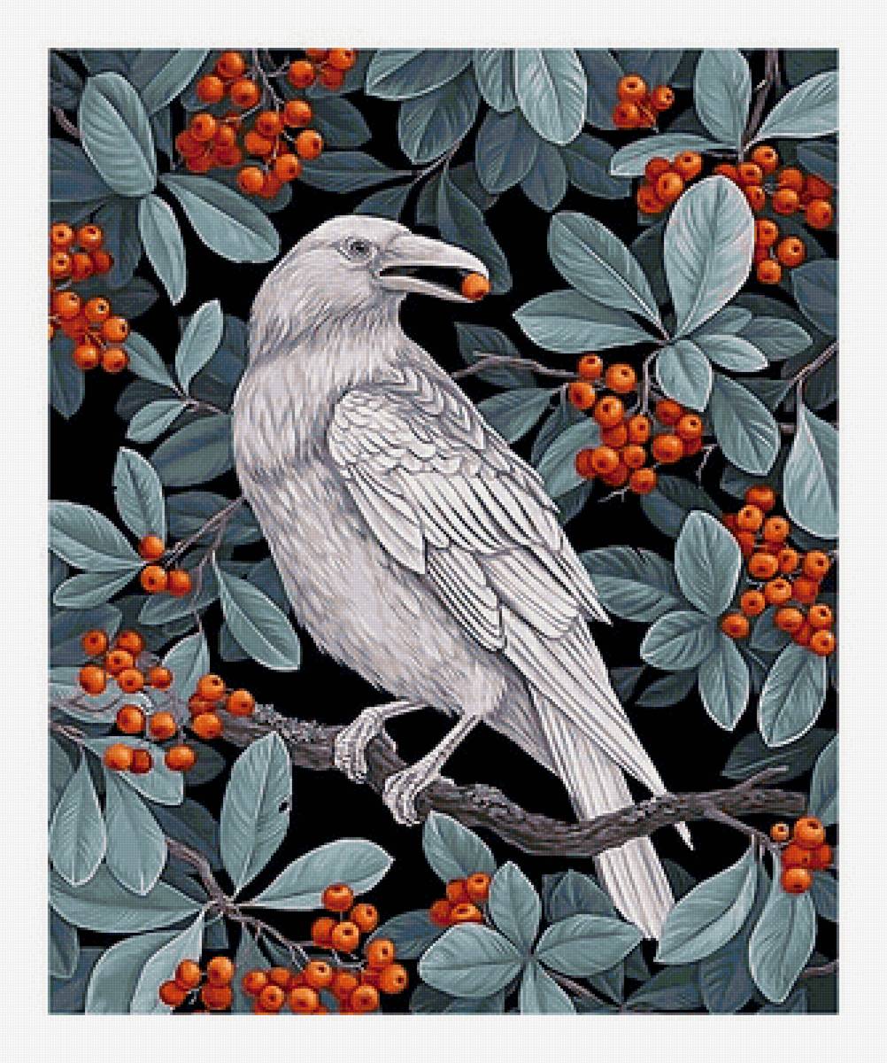 Ворон и рябина. - птицы, ворона, ворон, рябина - предпросмотр