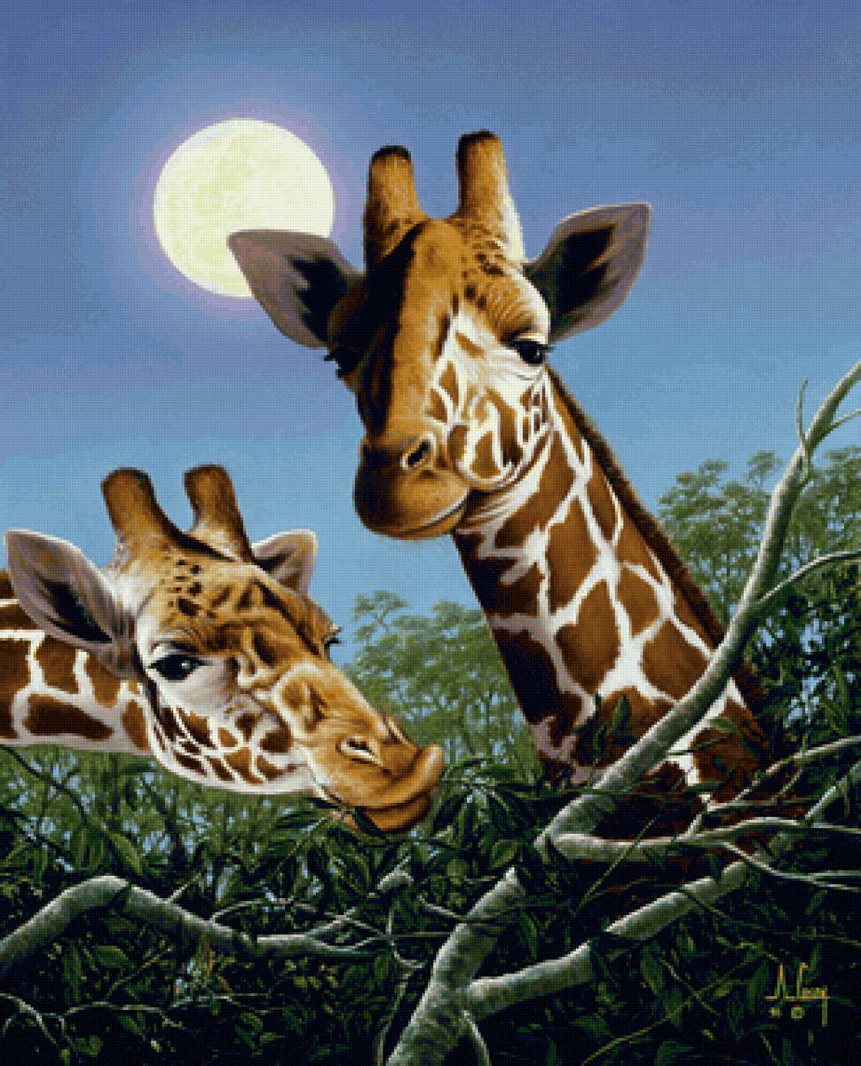 Жирафы - предпросмотр