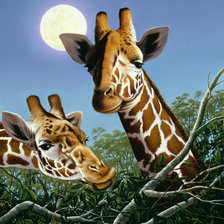 Схема вышивки «Жирафы»