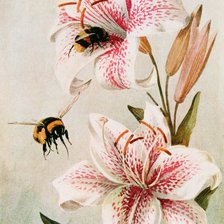 Схема вышивки «Lirio branco.»