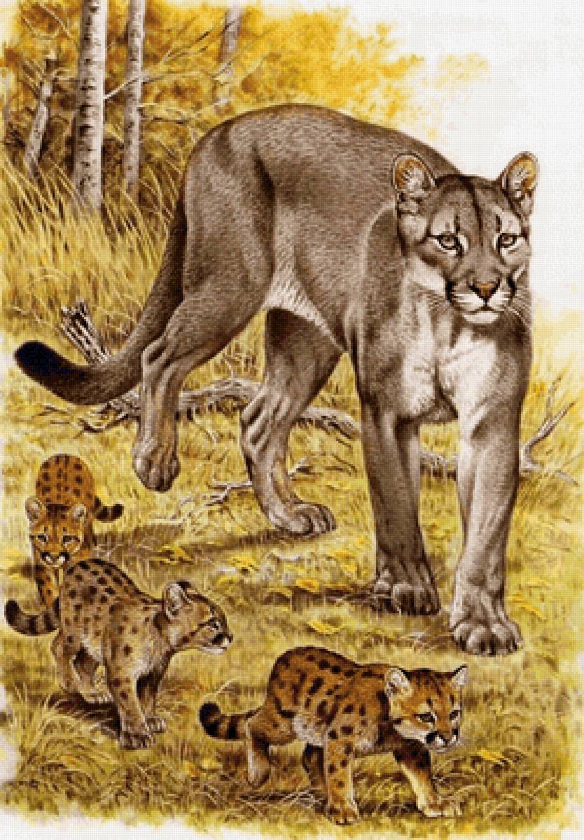 Familhea de  puma. - animais. - предпросмотр