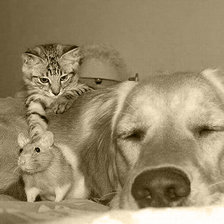 Схема вышивки «Собака, кот, мышь - сепия»