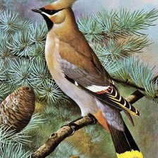 Схема вышивки «Pássaro.»