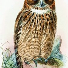 Схема вышивки «Coruja.»